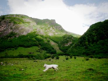 Pyrenees