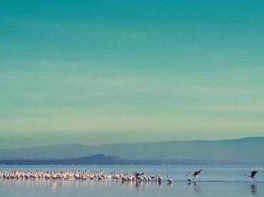 Lake Nakuru Kenya